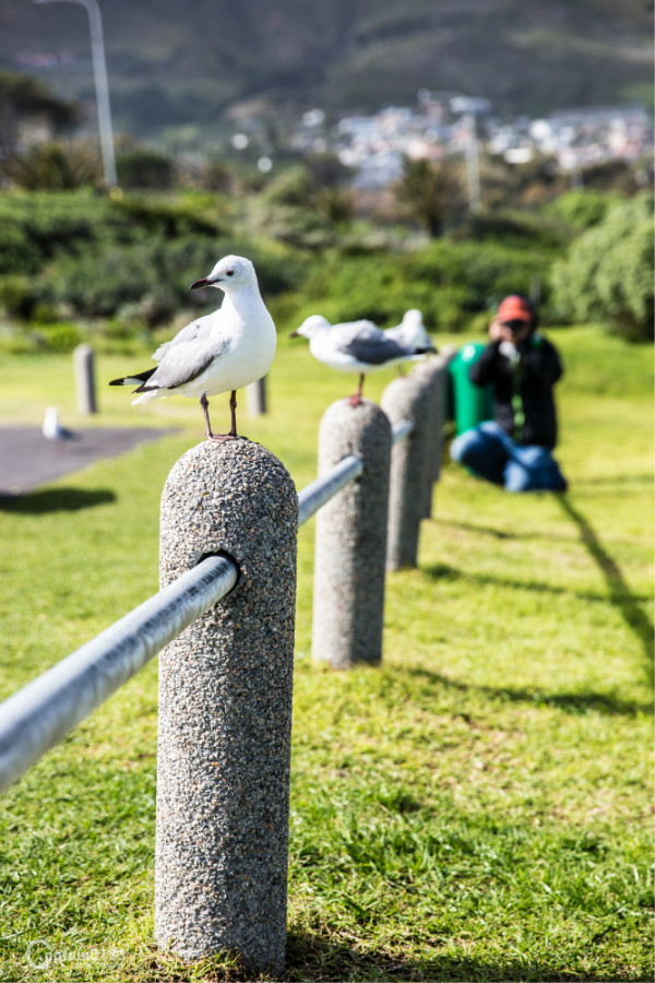 南非游泳健将连续夺冠,成为焦点 南非游泳健将连续夺冠,成为焦点