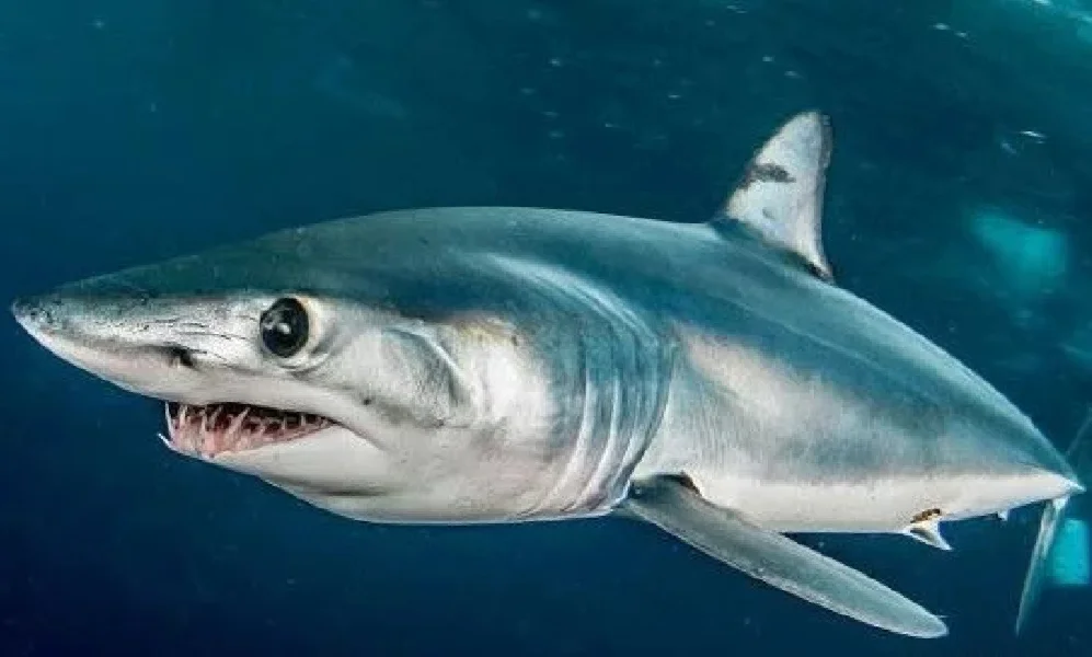 南非游泳健将连续夺冠,成为焦点 南非游泳健将连续夺冠,成为焦点